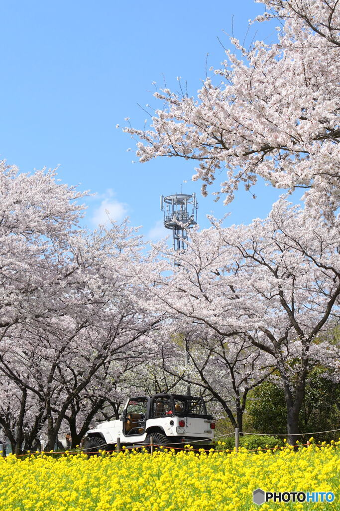 尾根緑道の桜②