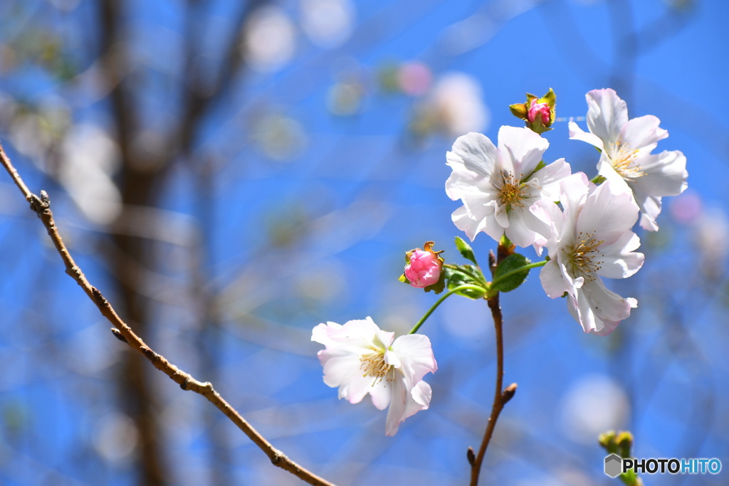 十月桜