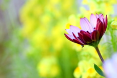 近所で見つけたお花