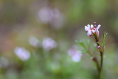 草むらのバレリーナ
