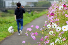 朝のお散歩