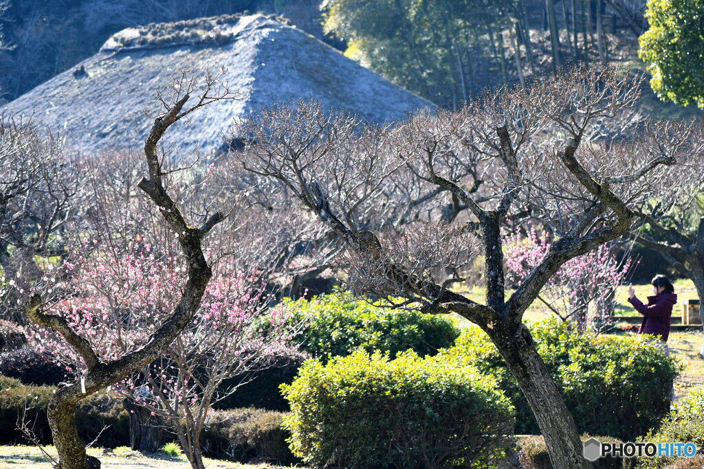 薬師池公園の梅と古民家