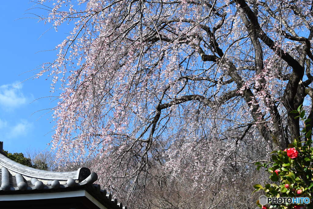 宏善寺の枝垂桜③