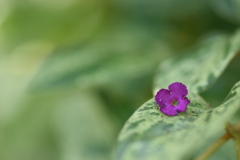 小さな花びら