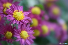いただいた菊の花
