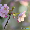 菅原神社の桜