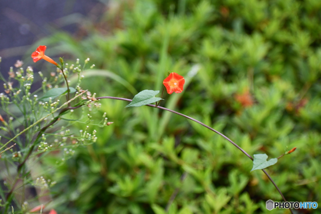 道端の 小さなお花