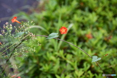 道端の 小さなお花