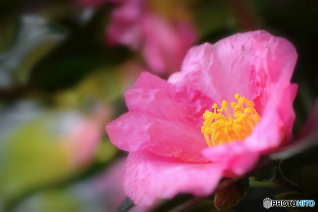 ピンクの山茶花 ①