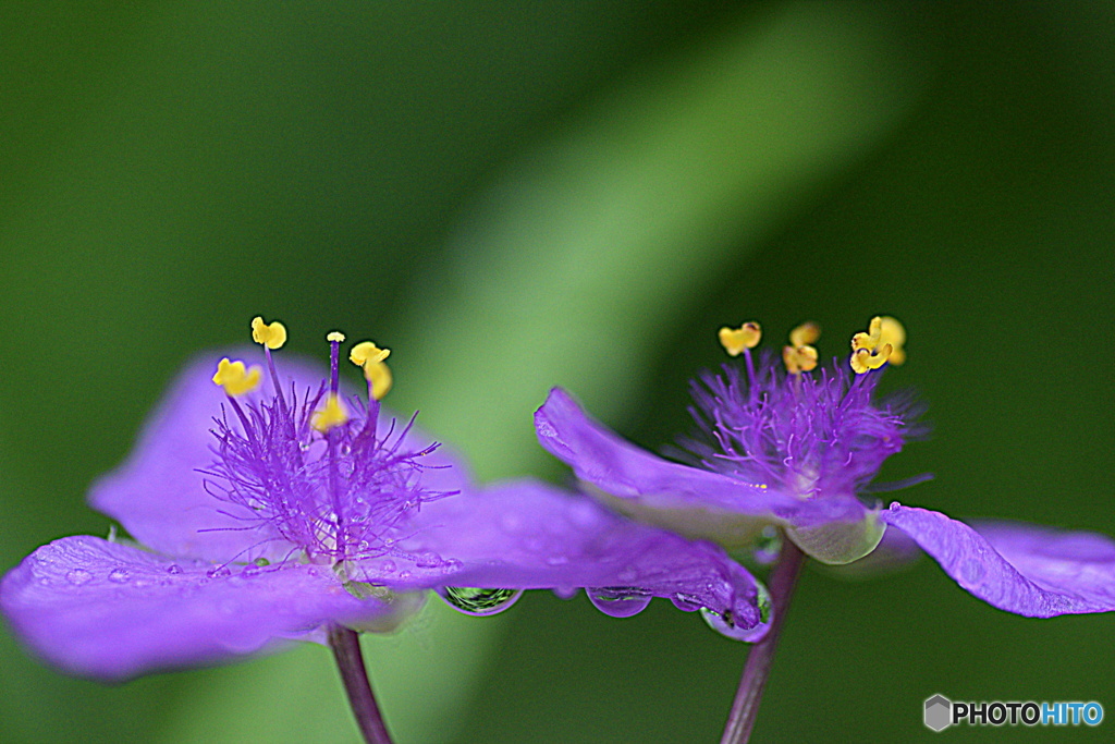 久しぶりに雨が降りました。