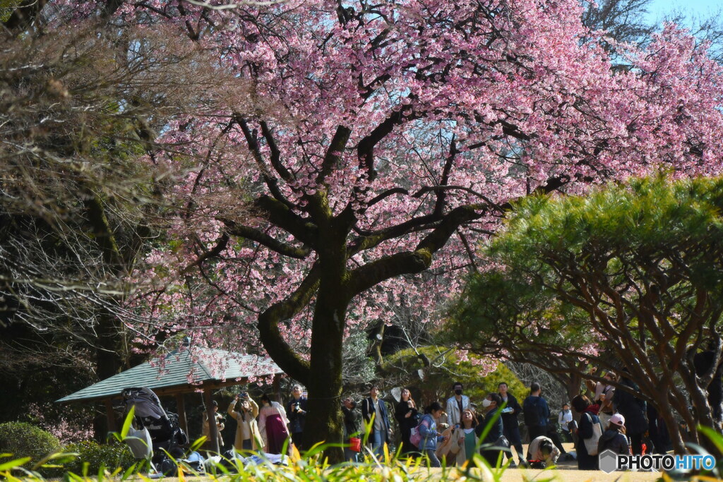 新宿御苑の 薩摩寒桜②