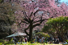 新宿御苑の 薩摩寒桜②