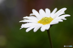 雨の日