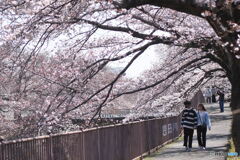 恩田川の桜④