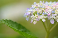 土門拳記念館の紫陽花 ②