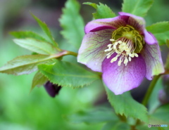 私を忘れないで