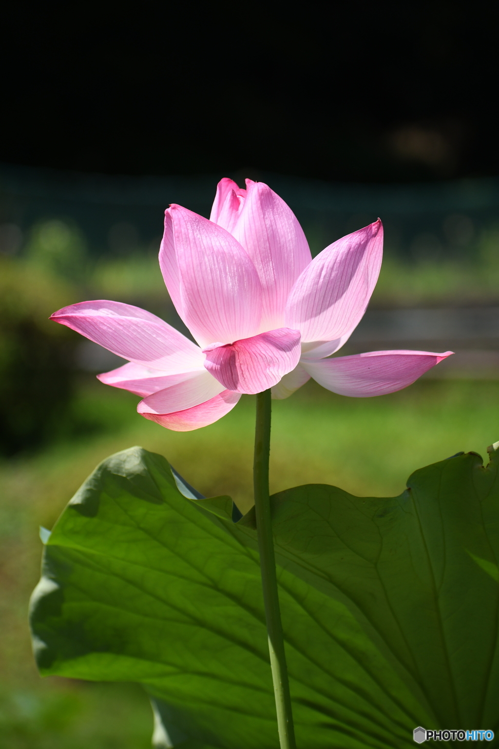 蓮の花②