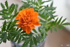 コップに挿した庭の花