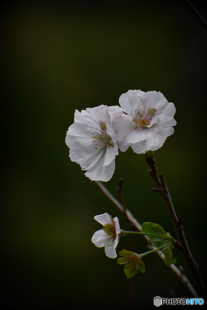薬師池公園の十月桜
