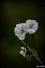 薬師池公園の十月桜