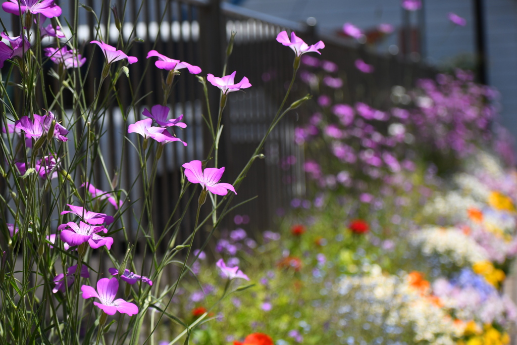 会社の花壇