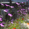 会社の花壇