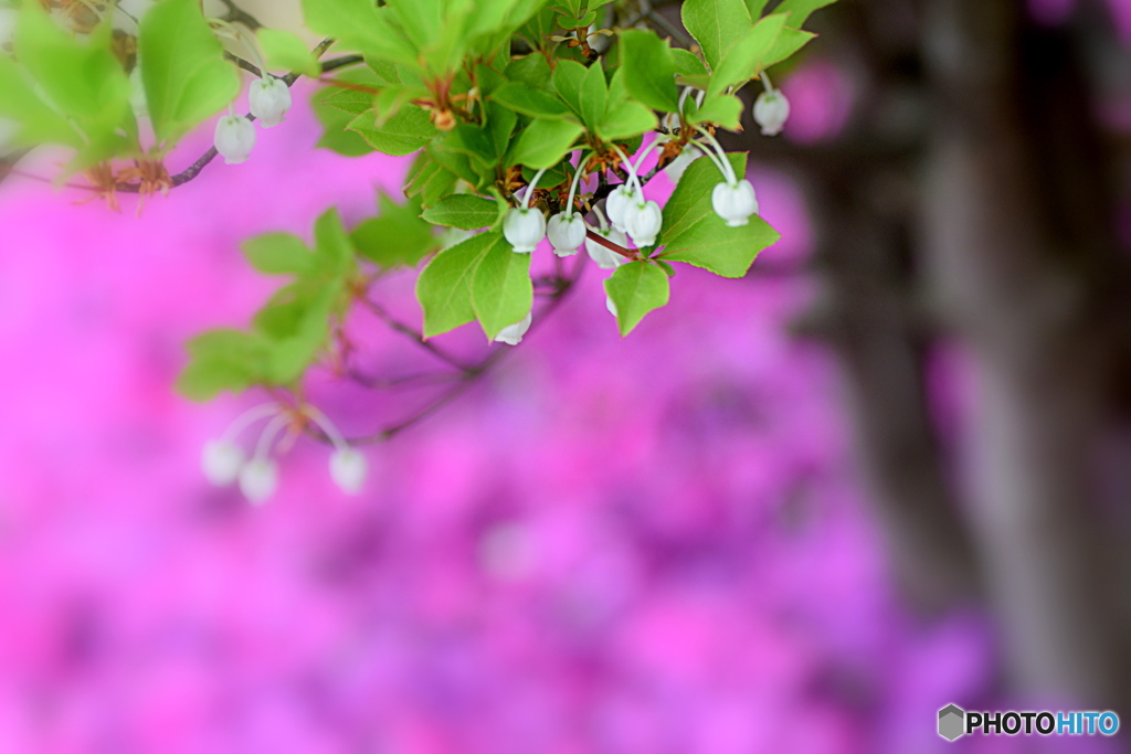 ドウダンツツジと芝桜