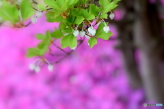 ドウダンツツジと芝桜