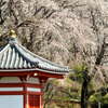 宏善寺の枝垂れ桜⑥