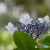 紫陽花