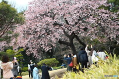 桜が満開