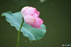 雨の日の蓮