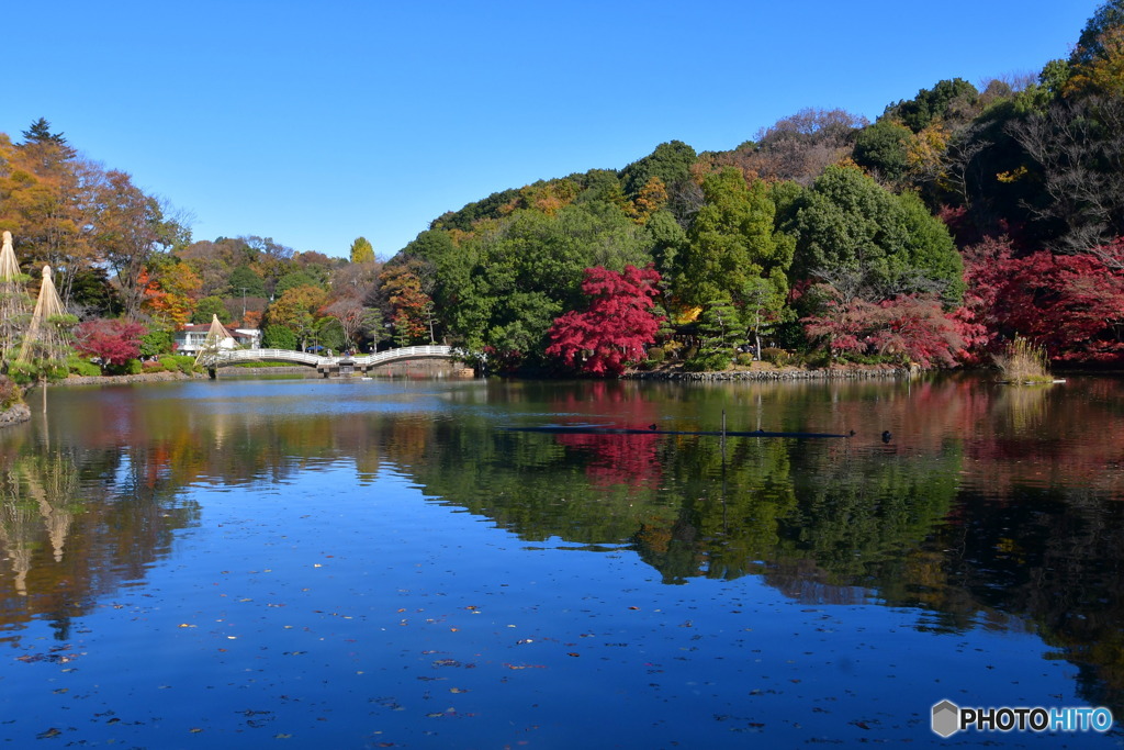 今日の薬師池公園