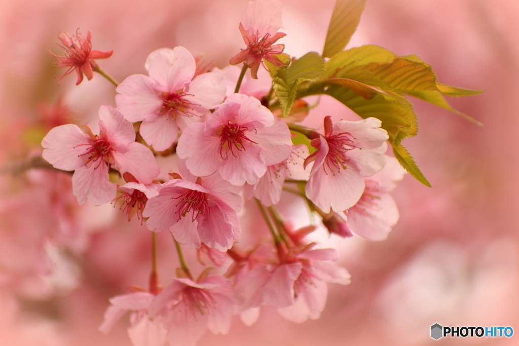 満開の河津桜