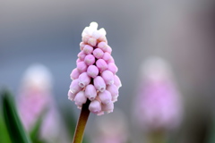 ムスカリの花