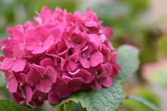 ９月なのに、紫陽花まだ綺麗♪