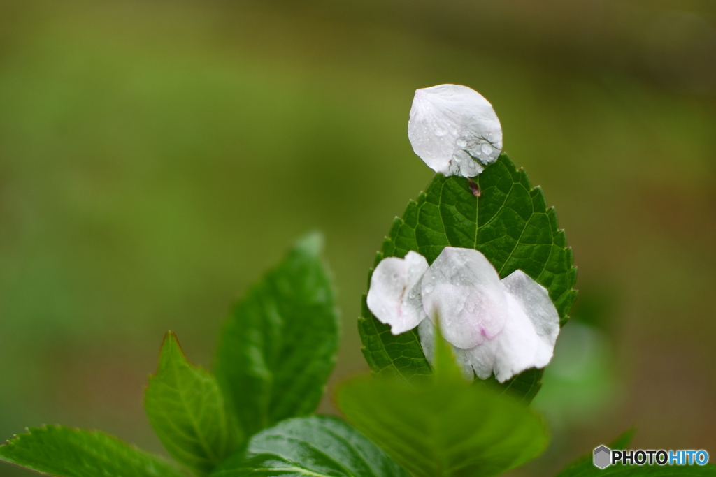 桜の花びら