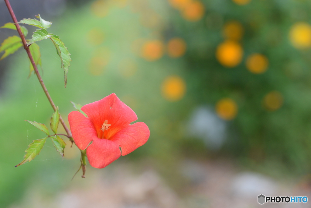 オレンジ色のお花