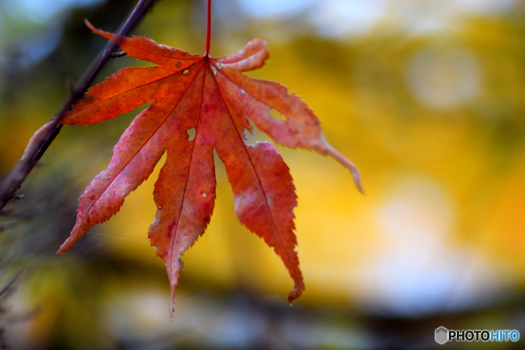 モミジさん、今年もありがとう ①