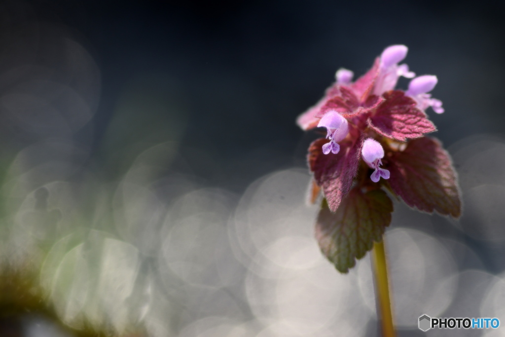 足元でいつも見かける草花です
