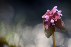 足元でいつも見かける草花です