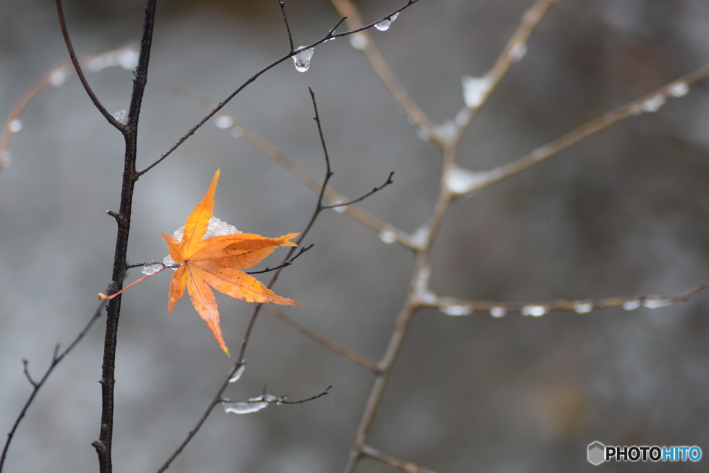 モミジさん、また来年ね！