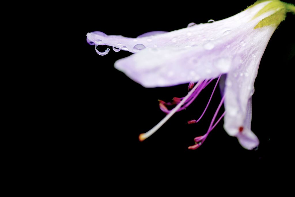 雨上がりの朝