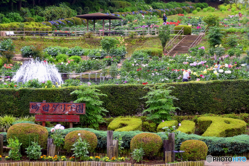 町田ダリア園