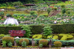 町田ダリア園