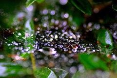 雨の朝