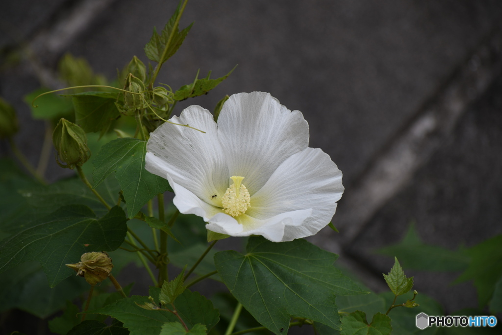 芙蓉とアリさん