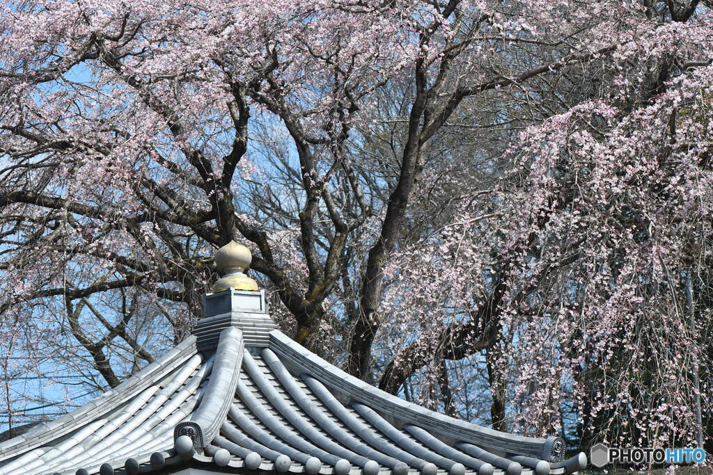 宏善寺の枝垂桜②