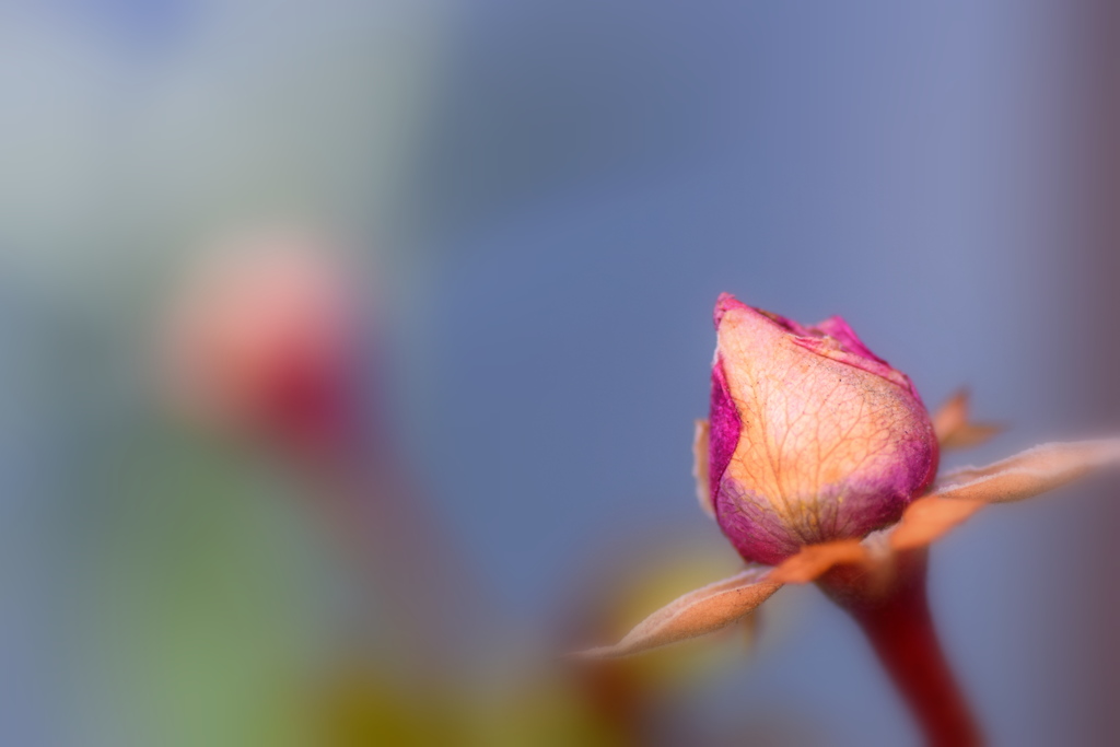 綺麗に咲いてね