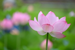 蓮の花②